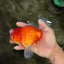 AAA Grade Red White Oranda Male 5.5-6 inches #072426OR_08