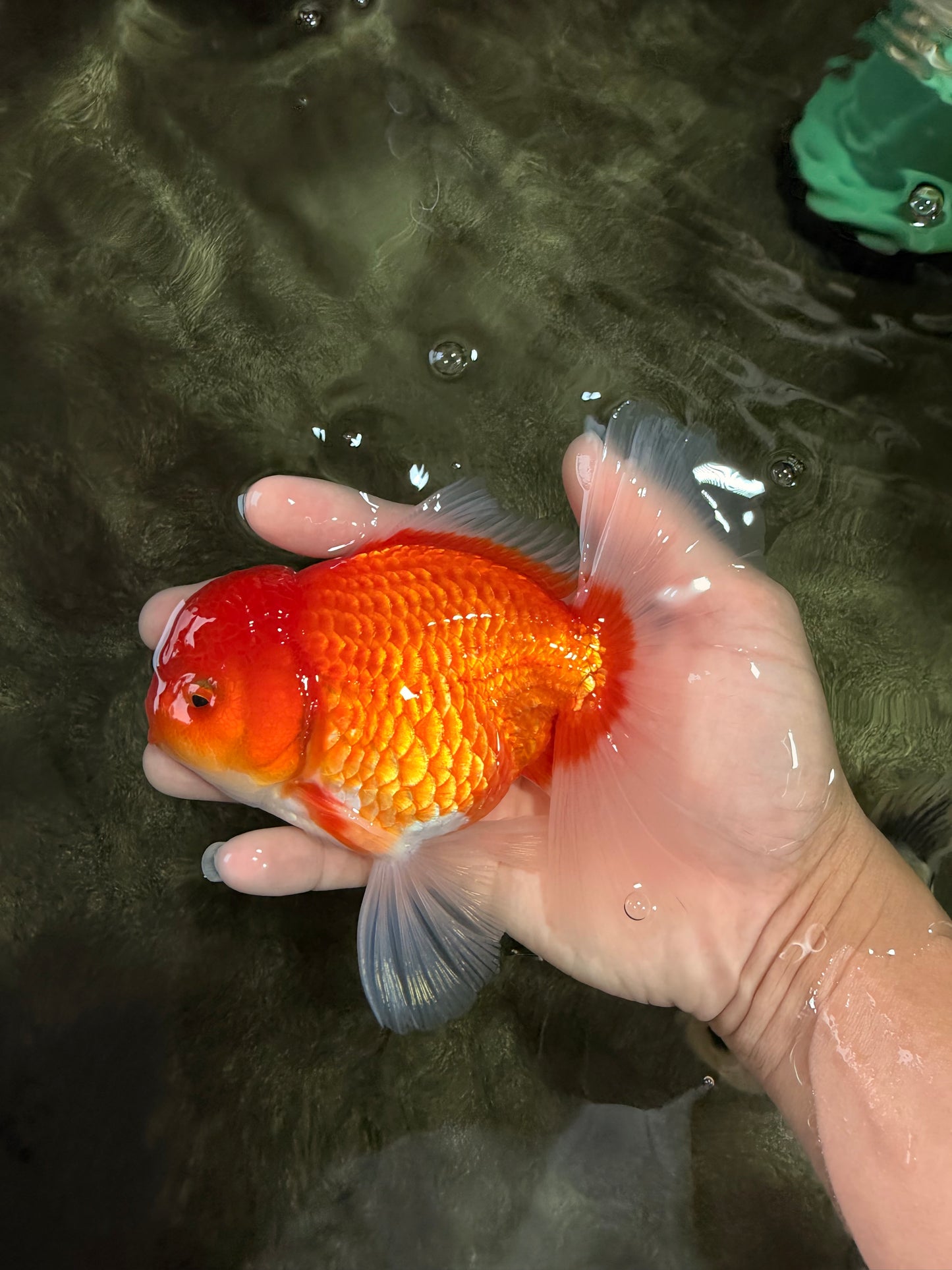 AAA Grade Red White Oranda Male 5.5-6 inches #072426OR_08