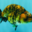 A Grade Strong Body Structure Tiger Ranchu Female 5 inches #061926RC_10