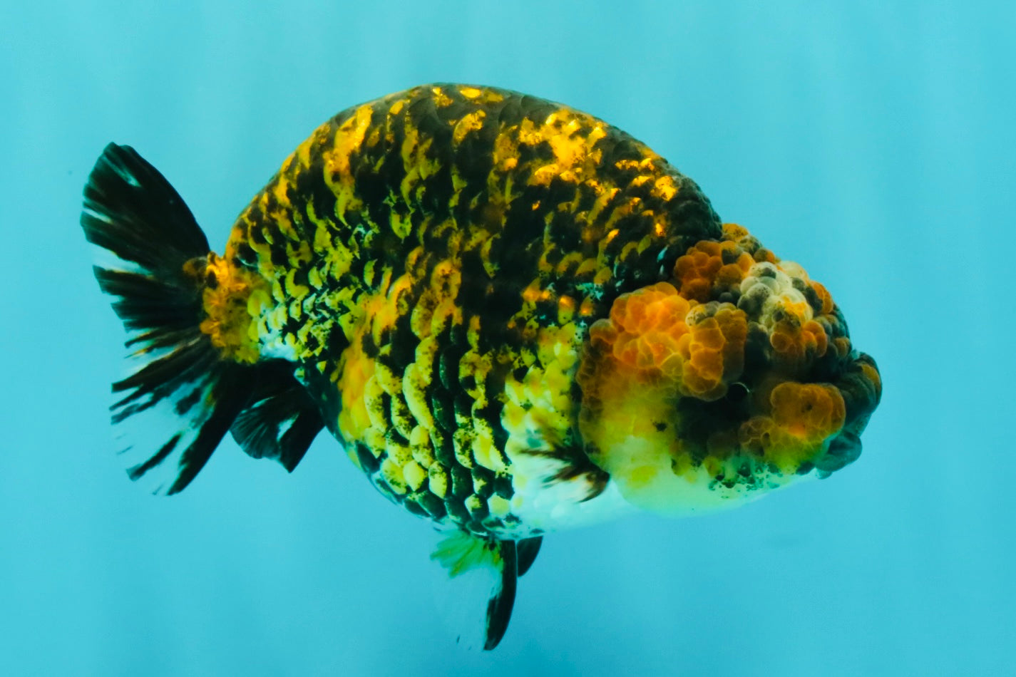 A Grade Strong Body Structure Tiger Ranchu Female 5 inches #061926RC_10