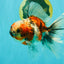 Calico Oranda Male 6.5-7 inches #071026OR_31