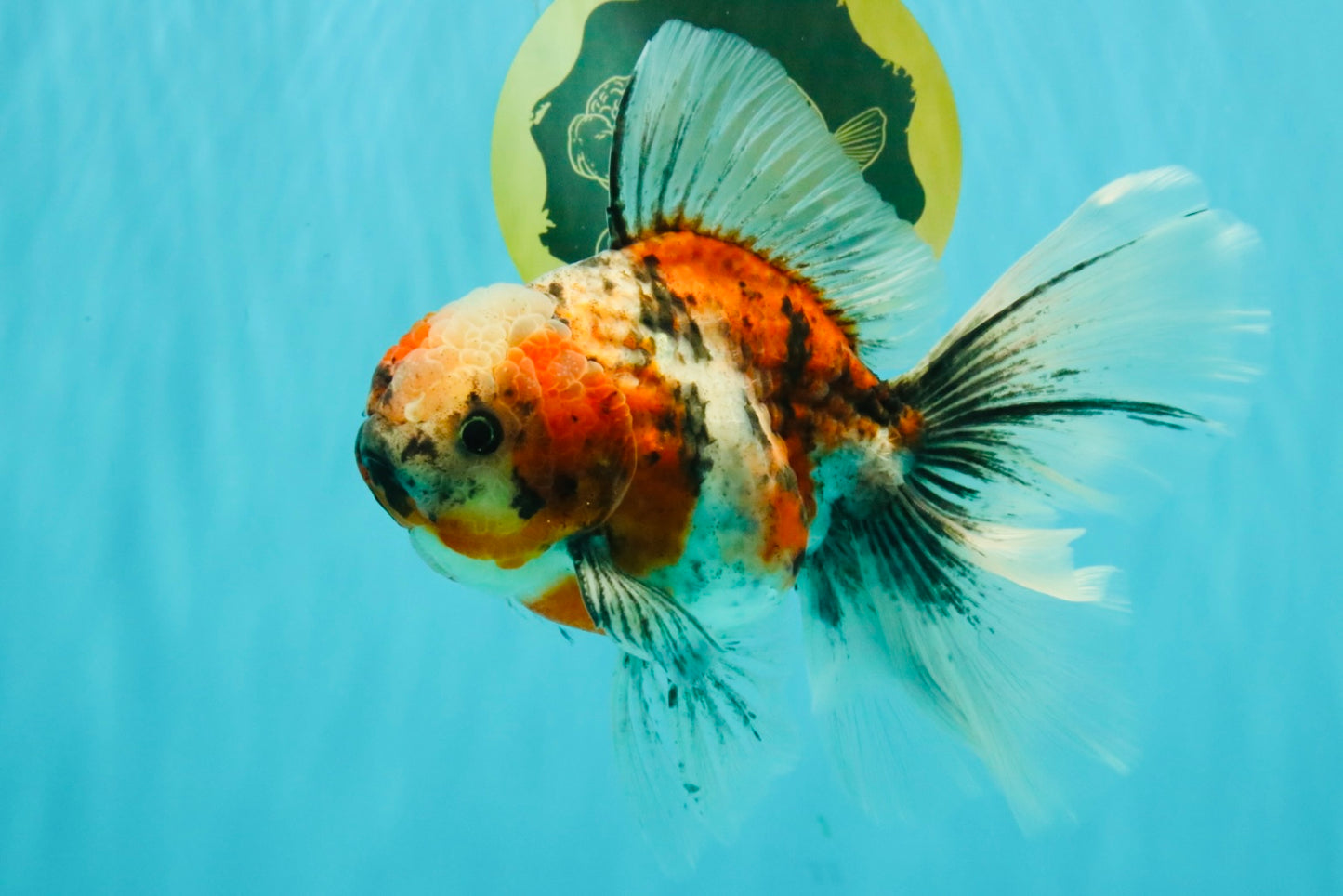 Calico Oranda Male 6.5-7 inches #071026OR_31