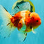 A Grade Sakura Oranda Male 5.5-6 inches #080726OR_19