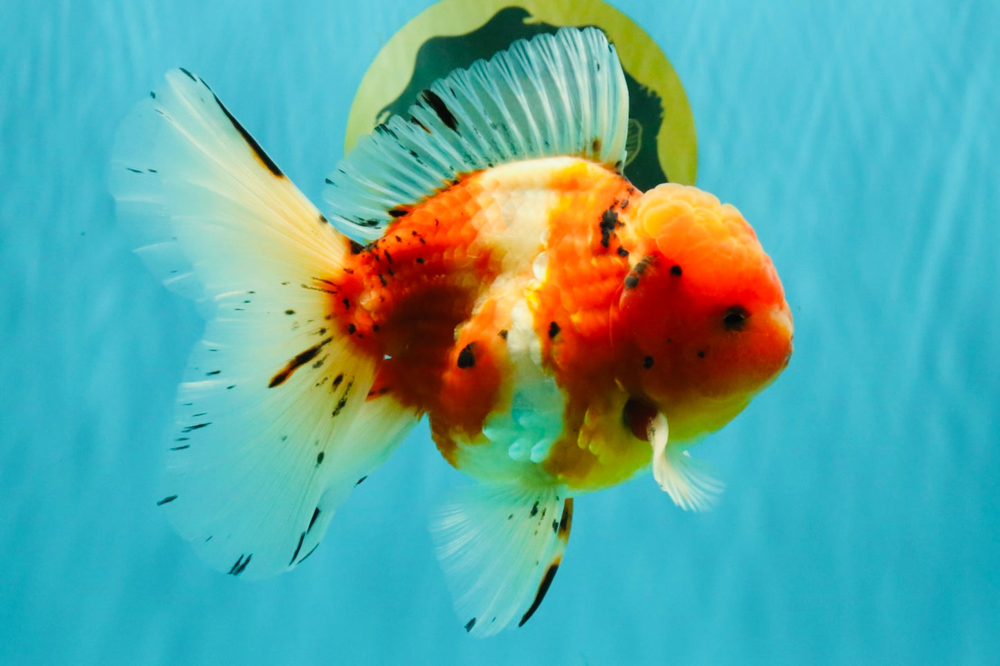 A Grade Sakura Oranda Male 5.5-6 inches #080726OR_19