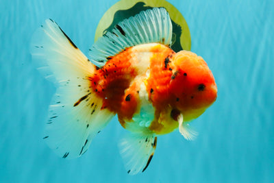 A Grade Sakura Oranda Male 5.5-6 inches #080726OR_19