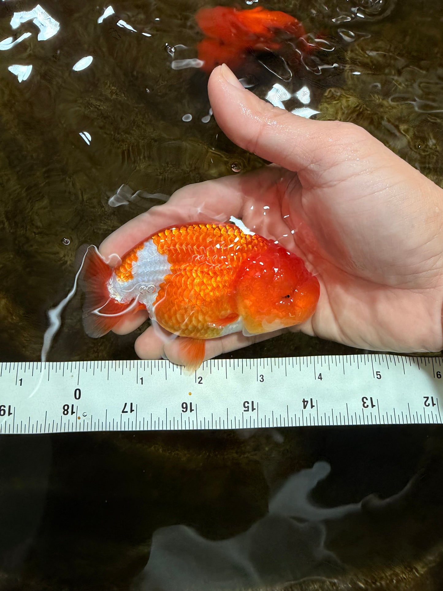 A Grade Red White LionQueen 4 inches #112825LC_06