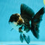 A Grade Adorable Panda Oranda Female 5-5.5 inches #010325OR_06