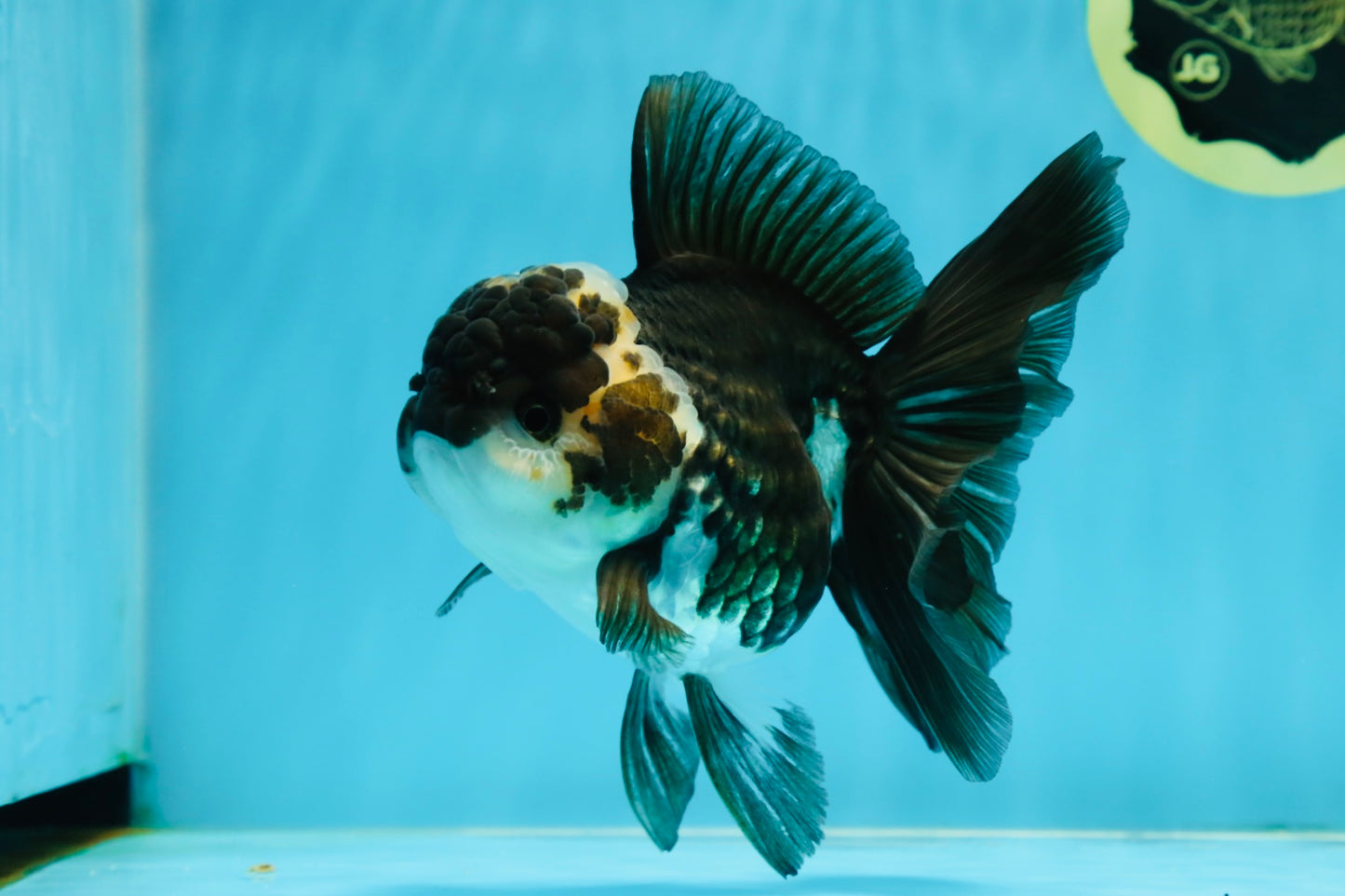 A Grade Adorable Panda Oranda Female 5-5.5 inches #010325OR_06