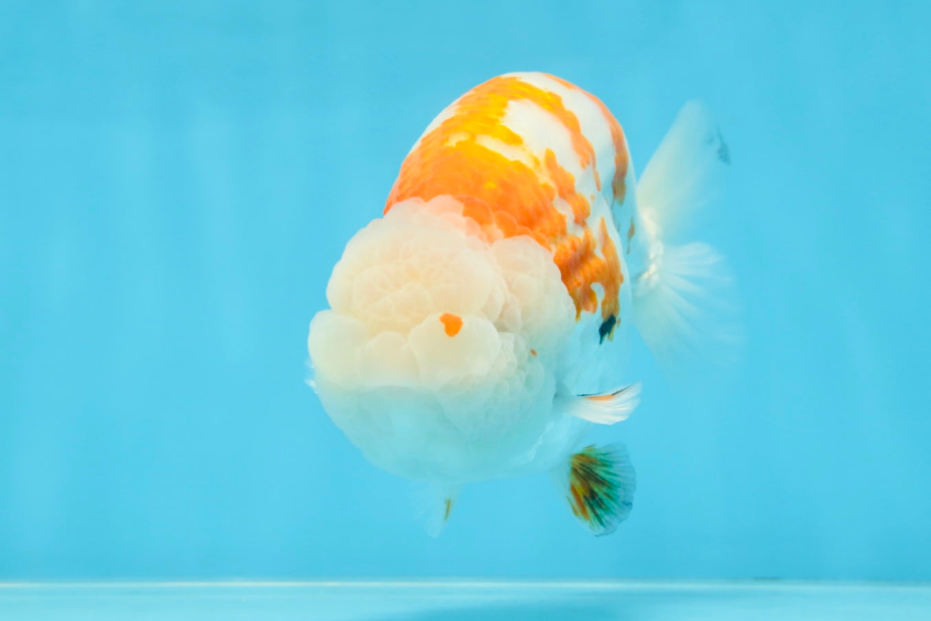 AAA Grade FANCY Kohaku Sakura LionKing 5.5 inches #100325LC_08