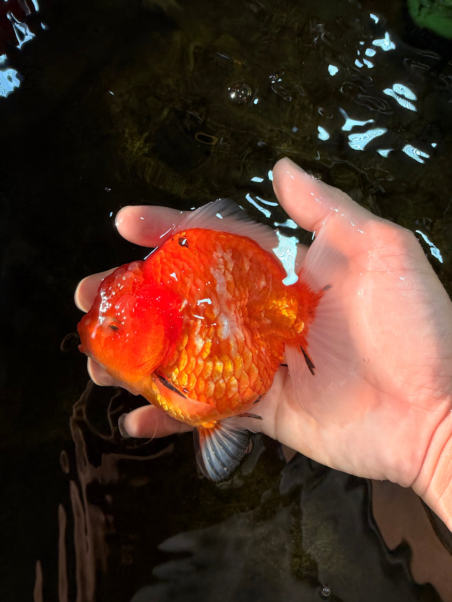 PUMPKIN A Grade  Sakura Yuanbao Male 4.5 inches #101725YB_29