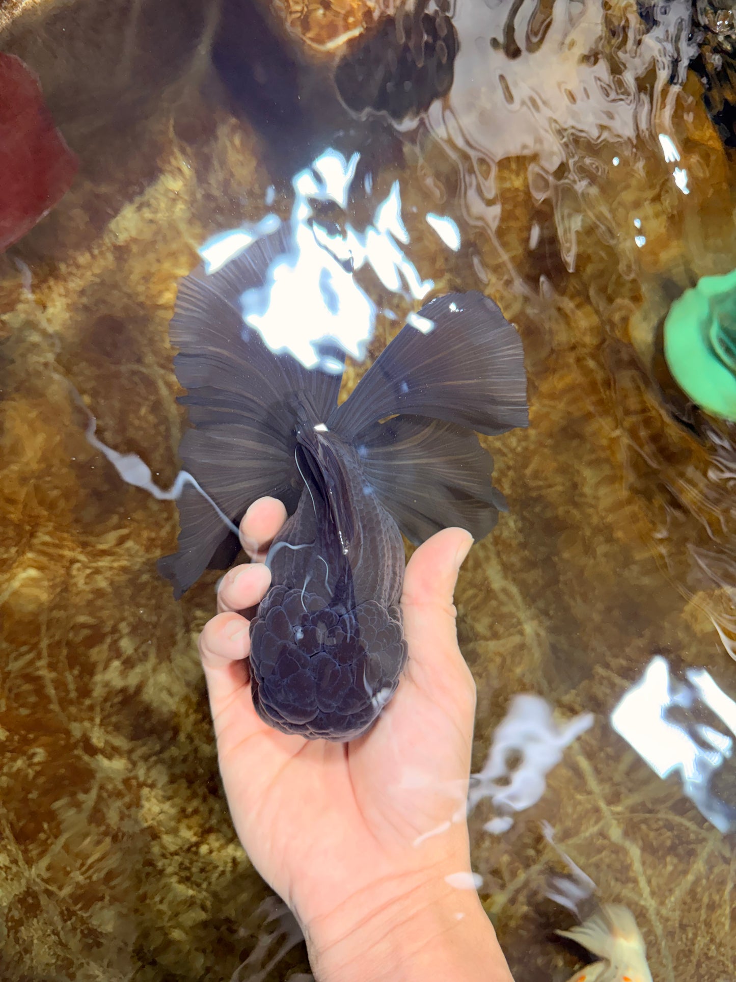 A Grade JUMBO Black Oranda Male 6.5 inches #110725OR_05