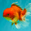 A Grade Red White Oranda Male 5.5 inches #091826OR_06