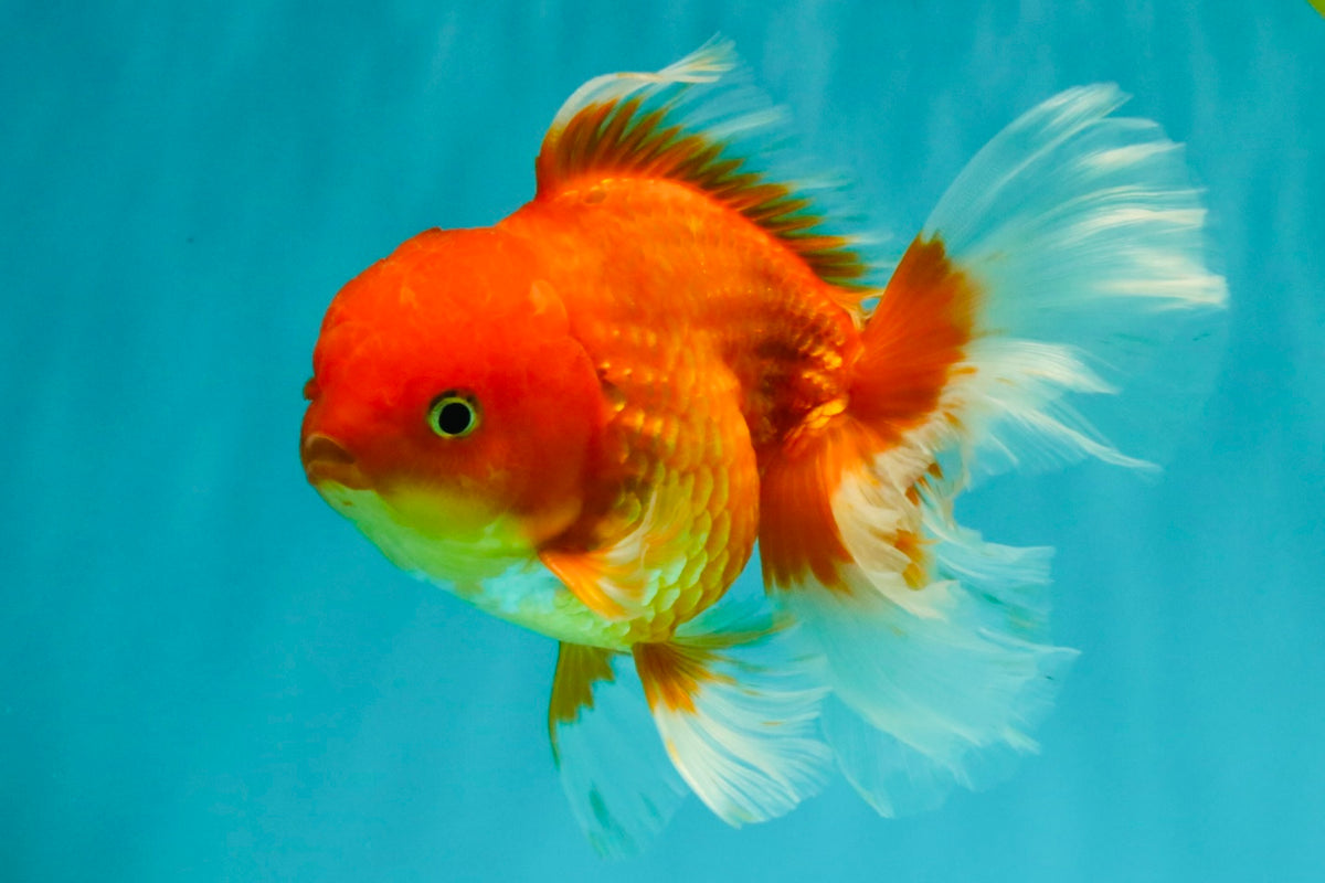 A Grade Red White Oranda Male 5.5 inches #091826OR_06