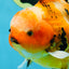 AAA Grade TOP Tiger Oranda Female 6-6.5 inches #051625OR_16