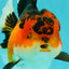 AAA Grade Apache Oranda Female 5.5-6 inches #071026OR_26