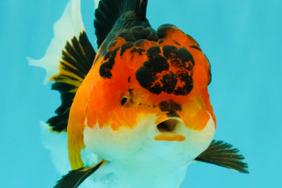 AAA Grade Apache Oranda Female 5.5-6 inches #071026OR_26