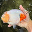 AAA Grade Sakura Ranchu Female 5.5-6 inches #102326RC_02