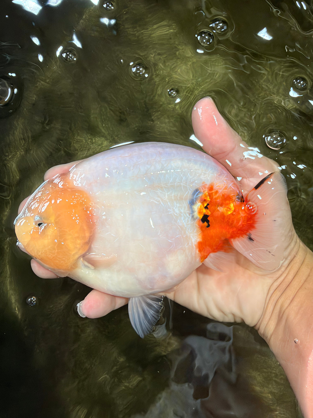 AAA Grade Sakura Ranchu Female 5.5-6 inches #102326RC_02