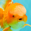 Red White Oranda Male 6 inches #090426OR_11