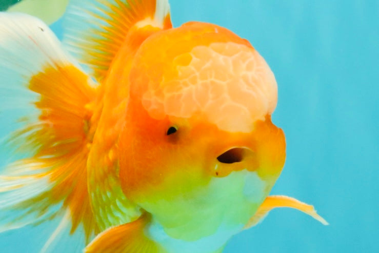 Red White Oranda Male 6 inches #090426OR_11