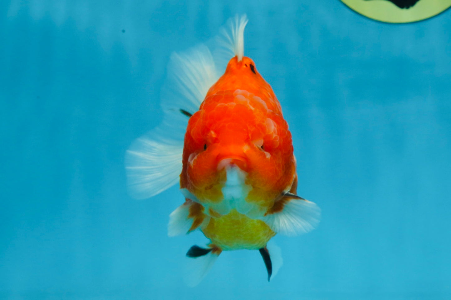 PUMPKIN A Grade  Sakura Yuanbao Male 4.5 inches #101725YB_29