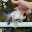 A Grade Panda Oranda Male 5.5-6 inches #053025OR_15