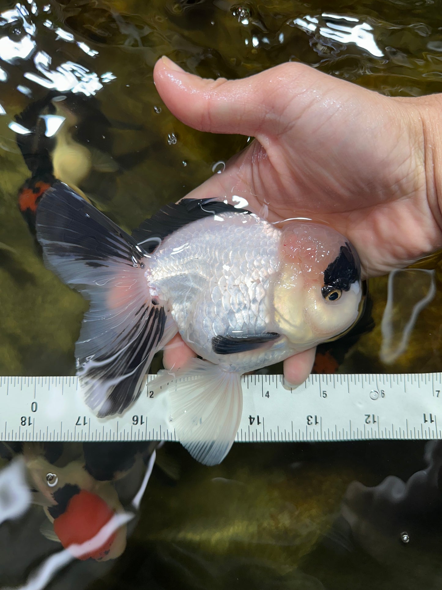 A Grade Panda Oranda Male 5.5-6 inches #053025OR_15