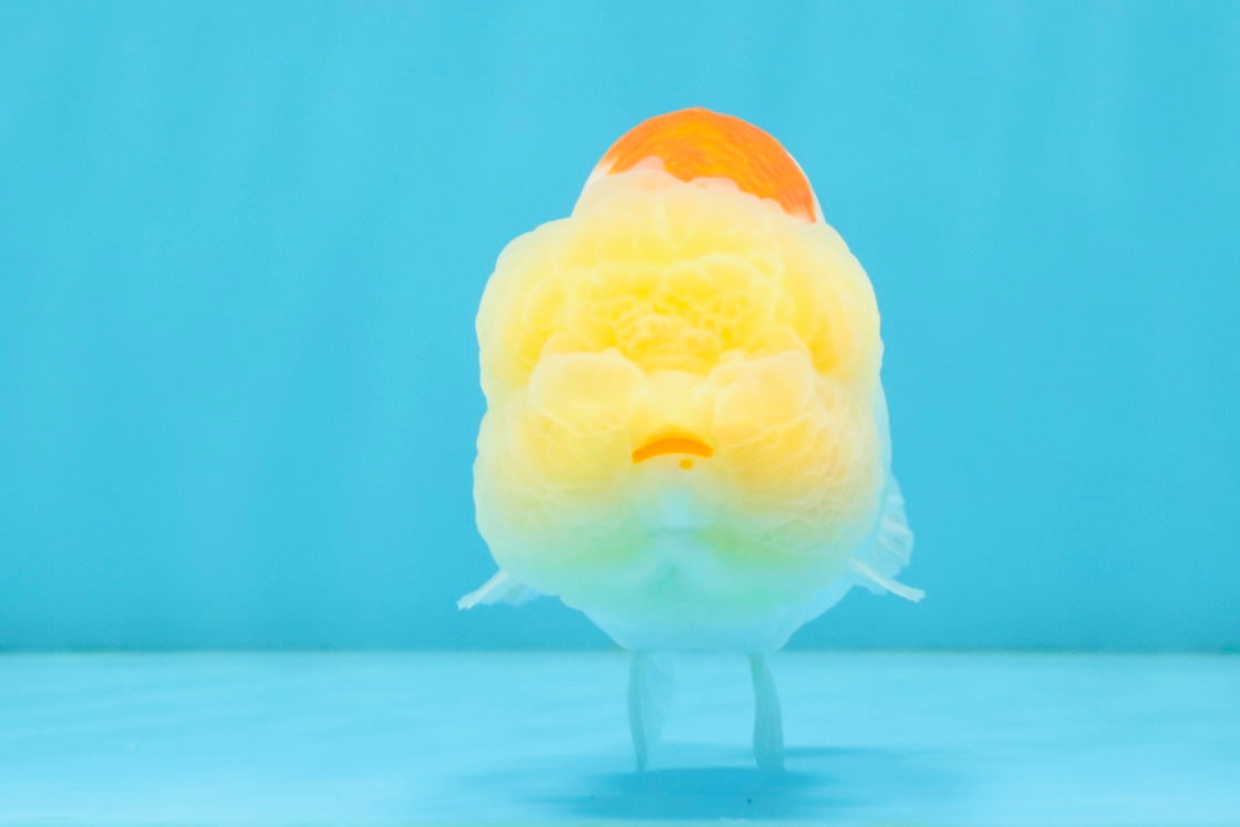 ADORABLE Orange White LionChu Female 4.5 inches #041026LC_18