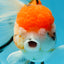 A Grade Jumbo MASSIVE BUTTERFLY TAIL Tricolor Sakura Oranda Female 6.5 inches #010325OR_03