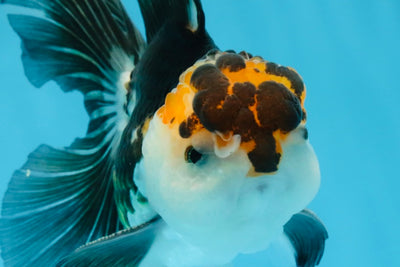 COOKIE Tricolor Oranda Male 5-5.5 inches #091225OR_27