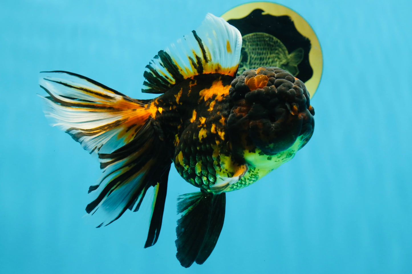 A Grade Stunning RARE Butterfly tail Tiger Oranda Female 5.5 inches #010325OR_04