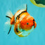 A Grade Sakura Yuanbao Male 5 inches #101626YB_31