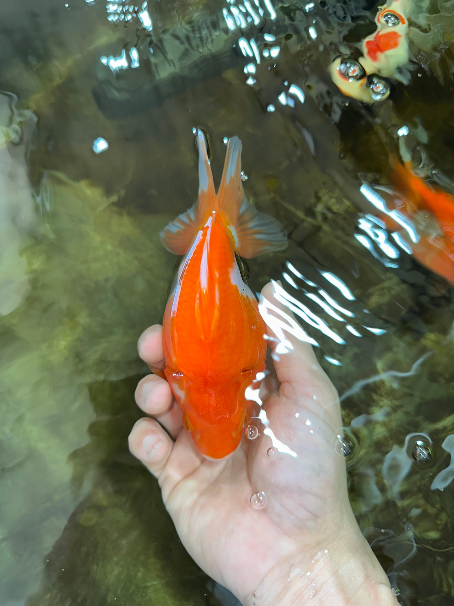 AAA Grade Ryukin Red White Female 5.5 inches #070425RK_02