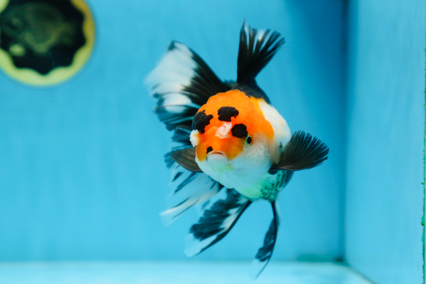 A Grade Tricolor Oranda Female 6.5 inches #090525OR_19