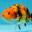 A Grade Tiger Ranchu Male 5 inches #062725LC_04