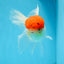 MARIO Red Cap Oranda Male 5-5.5 inches #072525OR_15