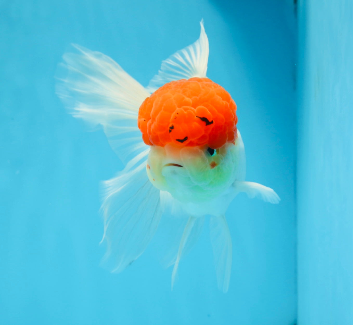 MARIO Red Cap Oranda Male 5-5.5 inches #072525OR_15
