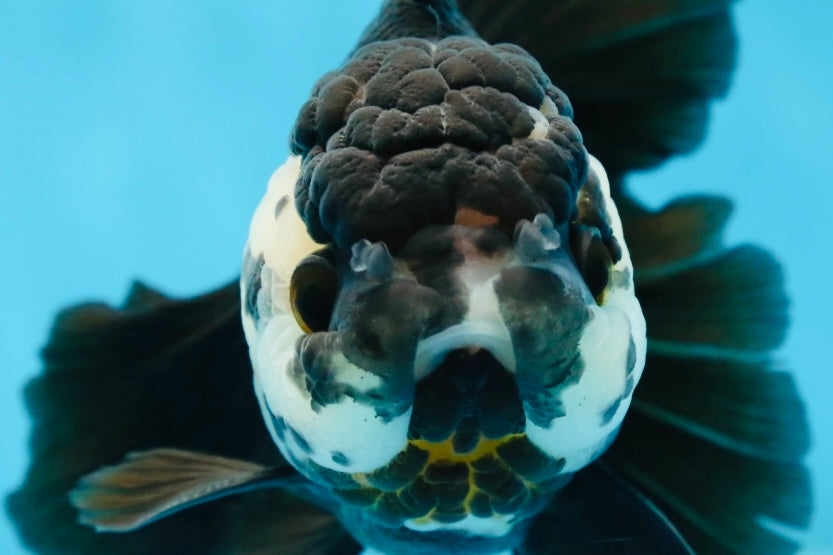 A Grade Panda Oranda Female 5.5 inches #081525OR_15