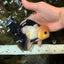 CHARLIE A Grade Tricolor Button Eyes Oranda Male 5 inches #042426OR_05