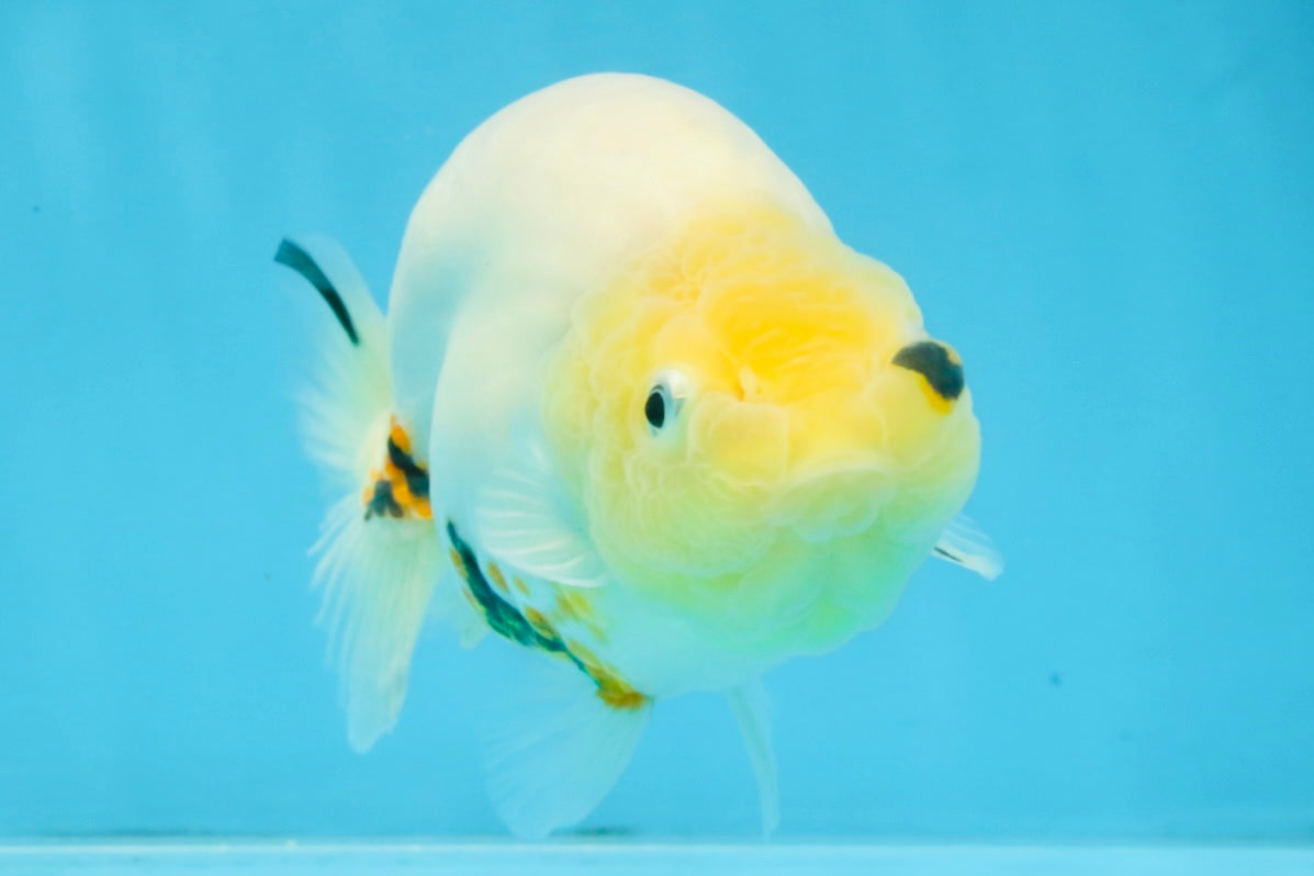 A Grade Cow Chinese Ranchu Female 5 inches #103125RC_09