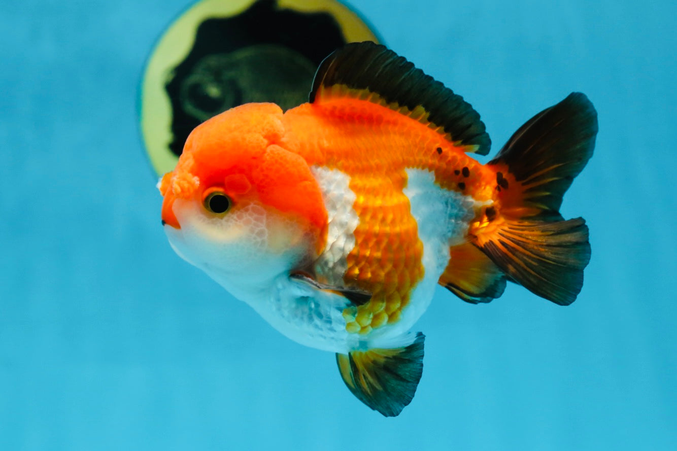 SUPER CUTE Tricolor Yuanbao Male 4.5 inches #071125YB_18