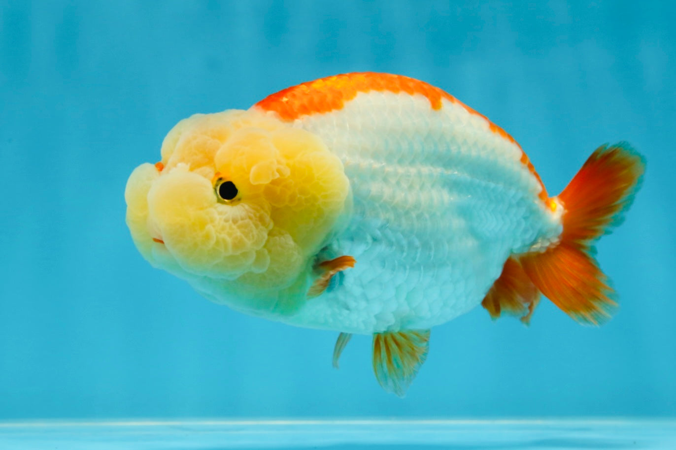 THE CUTEST WEN EVER A Grade Red White LionQueen 4.5 inches #042525LC_13