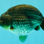 AAA Grade Black Blue Ranchu Female 6 inches #102326RC_01