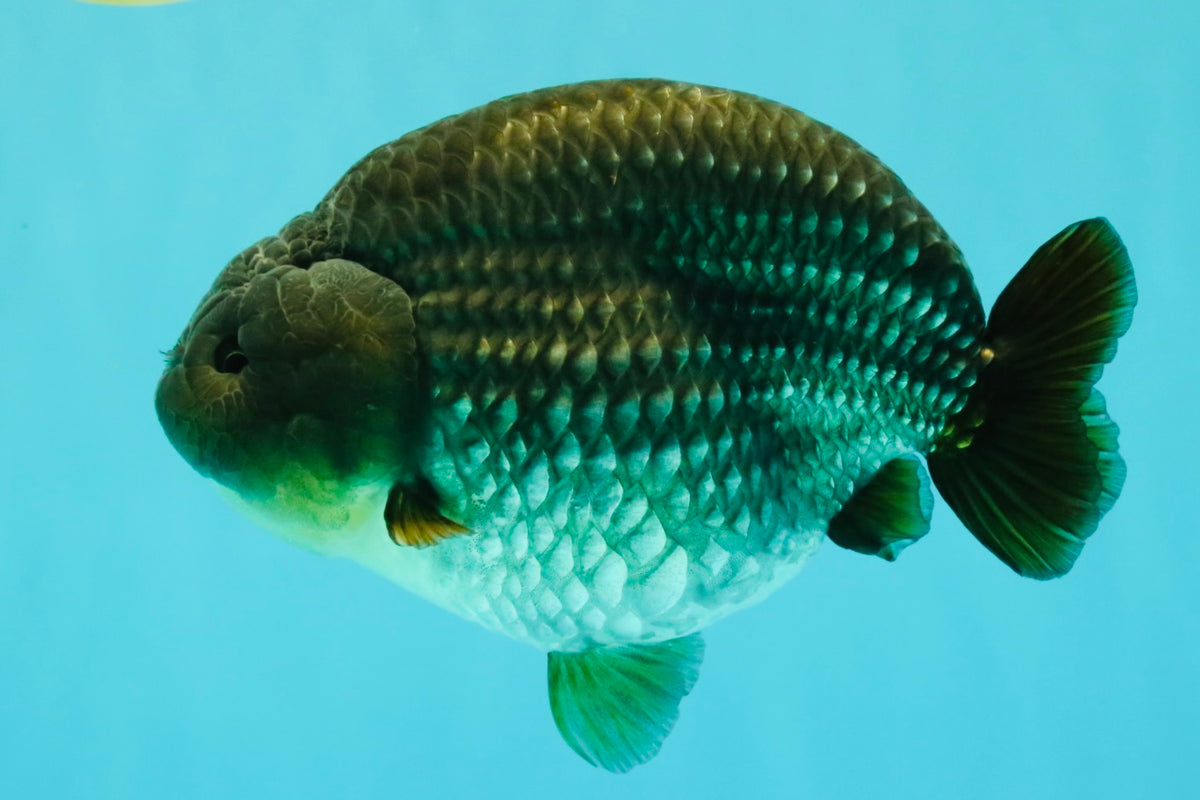 AAA Grade Black Blue Ranchu Female 6 inches #102326RC_01