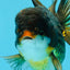 A Grade Chicken Tricolor Oranda Male 5 inches #112924OR_18