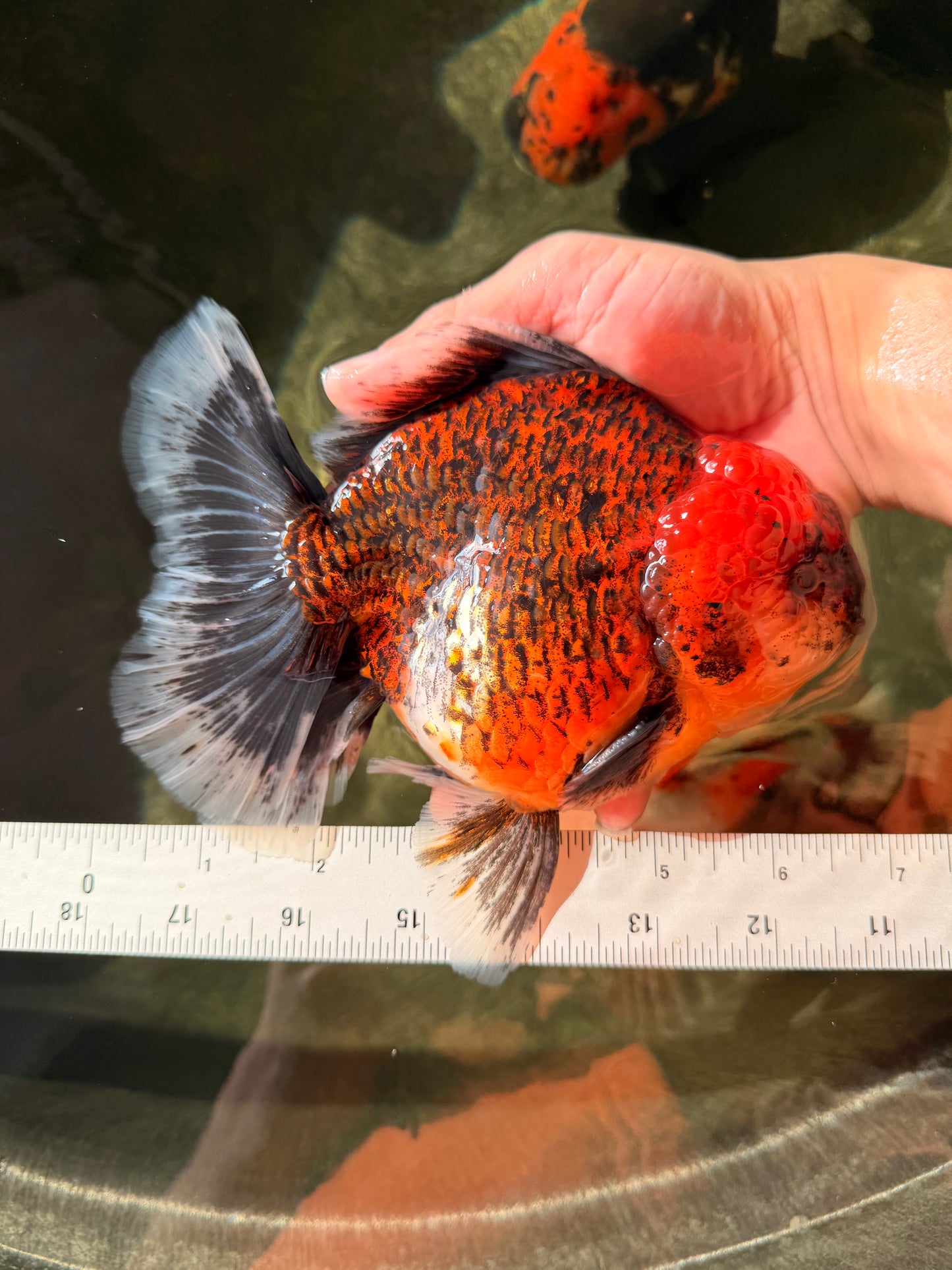 CHUNKY SUPER AAA Grade Godzilla Calico Oranda Male 6.5-7 inches #032726OR_07