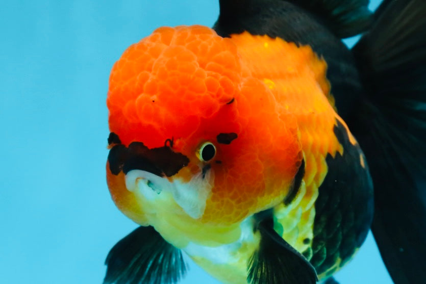 AAA Grade UNIQUE Apache Oranda Female 5.5-6 inches #080825OR_09