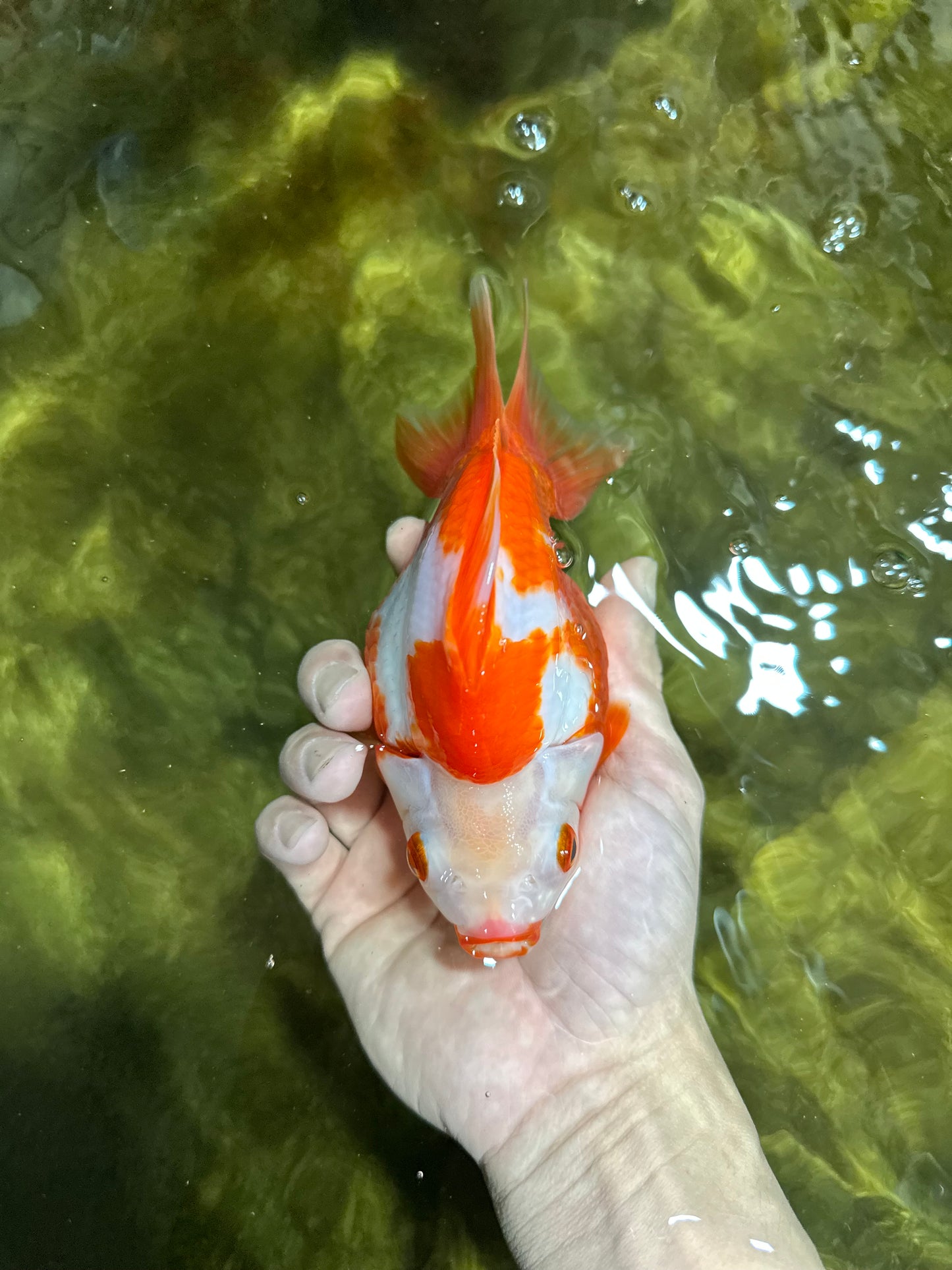 AAA GRADE Red White Ryukin Female 5.5 inches #050925RK_18