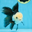 FLUFFY Panda Oranda Male 5-5.5 inches #091925OR_04