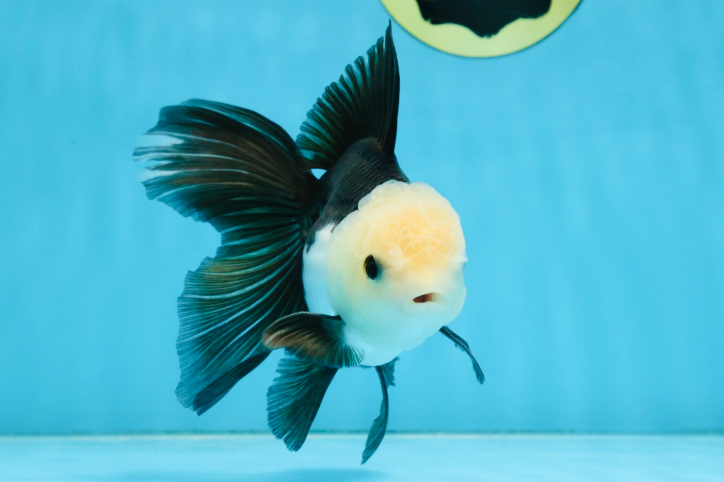 FLUFFY Panda Oranda Male 5-5.5 inches #091925OR_04